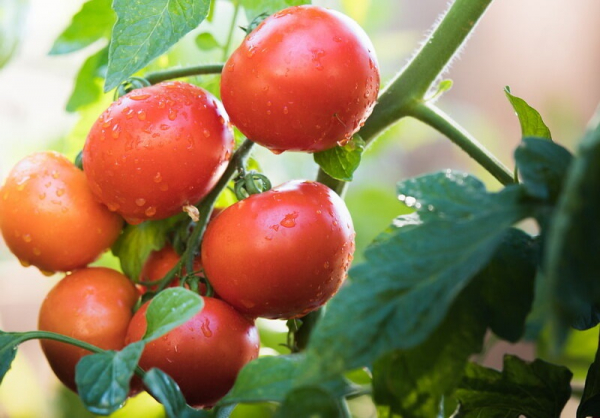 Чем полезна сода при выращивании томатов